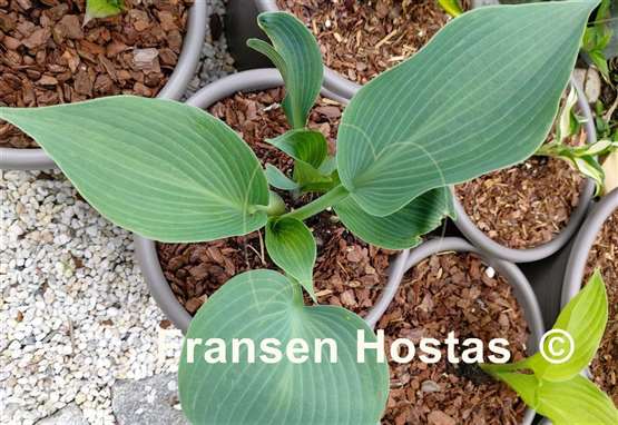 Hosta Touch of Frost